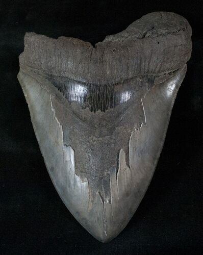 Giant Megalodon Tooth - Almost Inches #13381